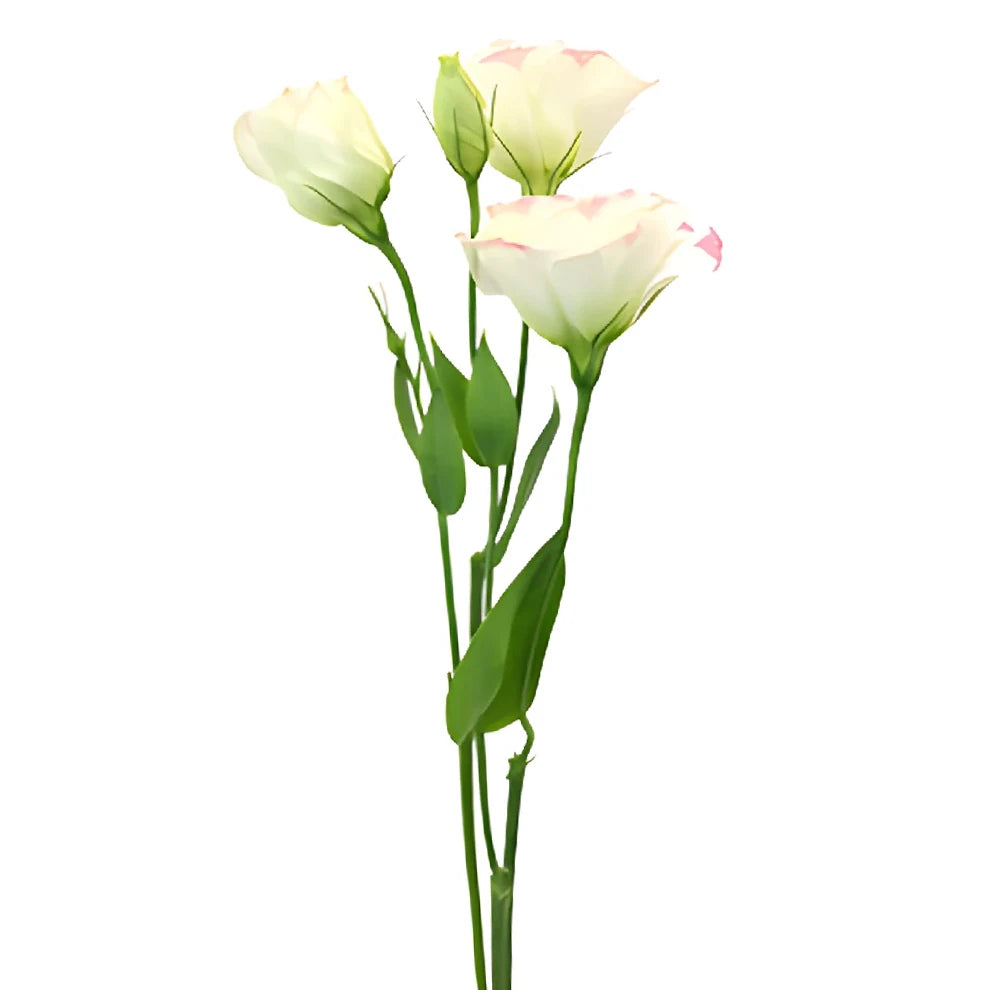 Blush Lisianthus - alternative 2