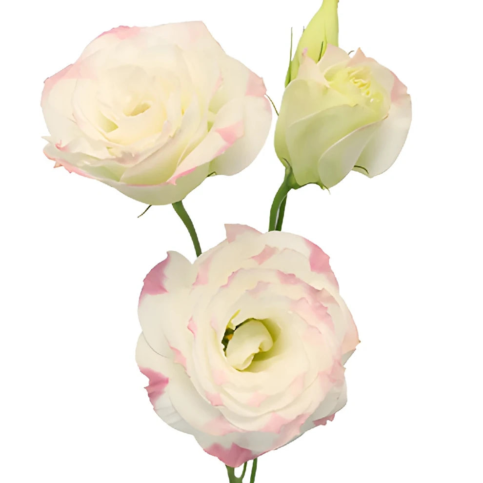 Bicolor White & Pink Lisianthus - alternative 2