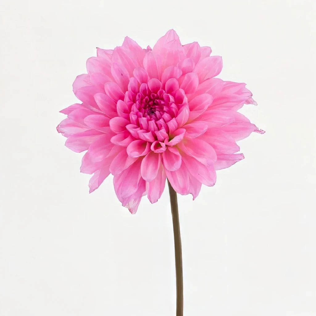 Pink Medium Dahlias - alternative 1