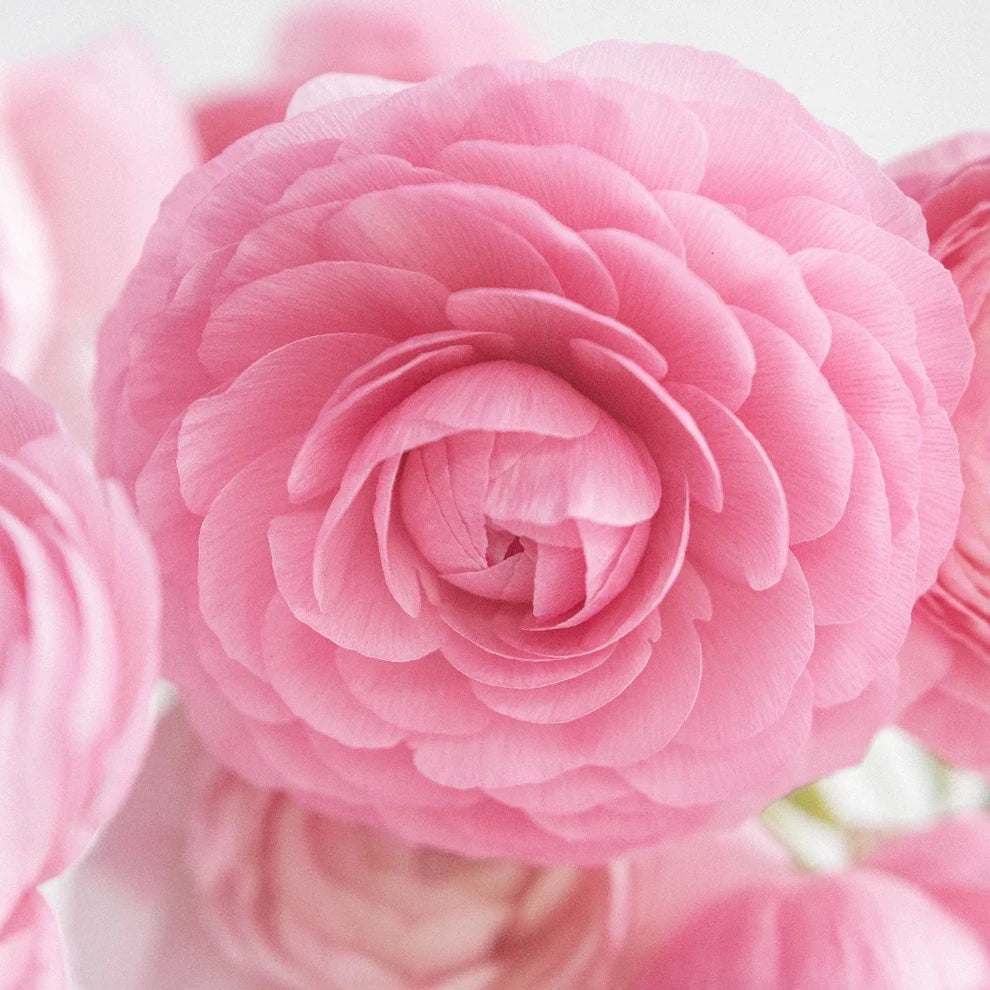 Assorted Ranunculus - alternative 1