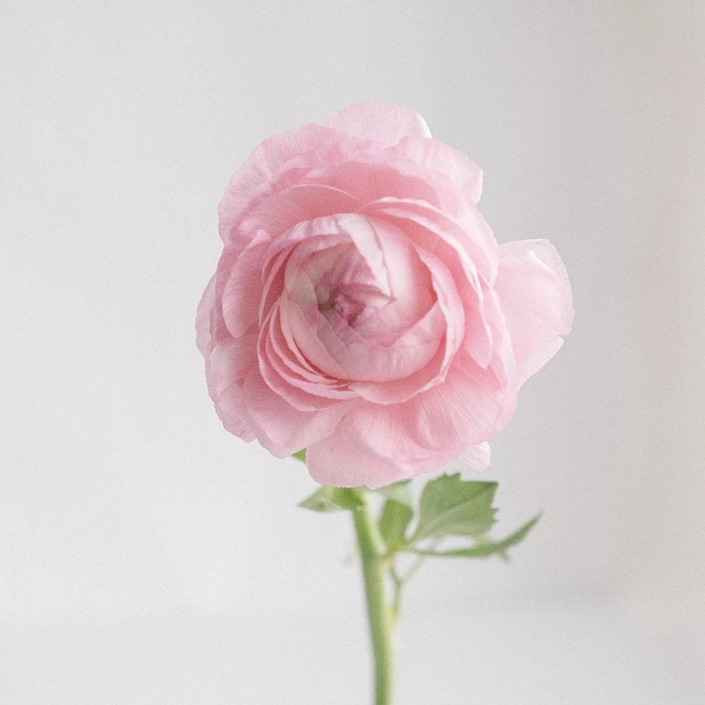 Salmon Ranunculus - alternative 1