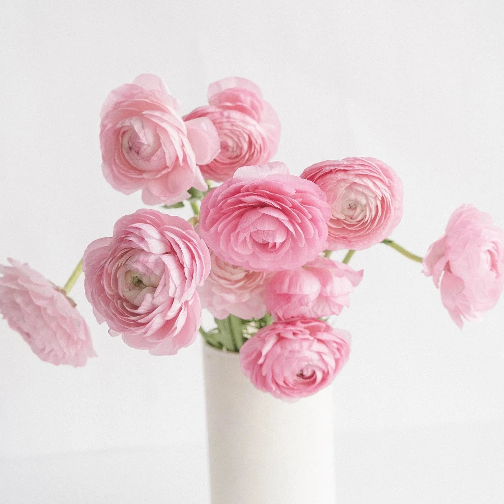 Pink Ranunculus - main