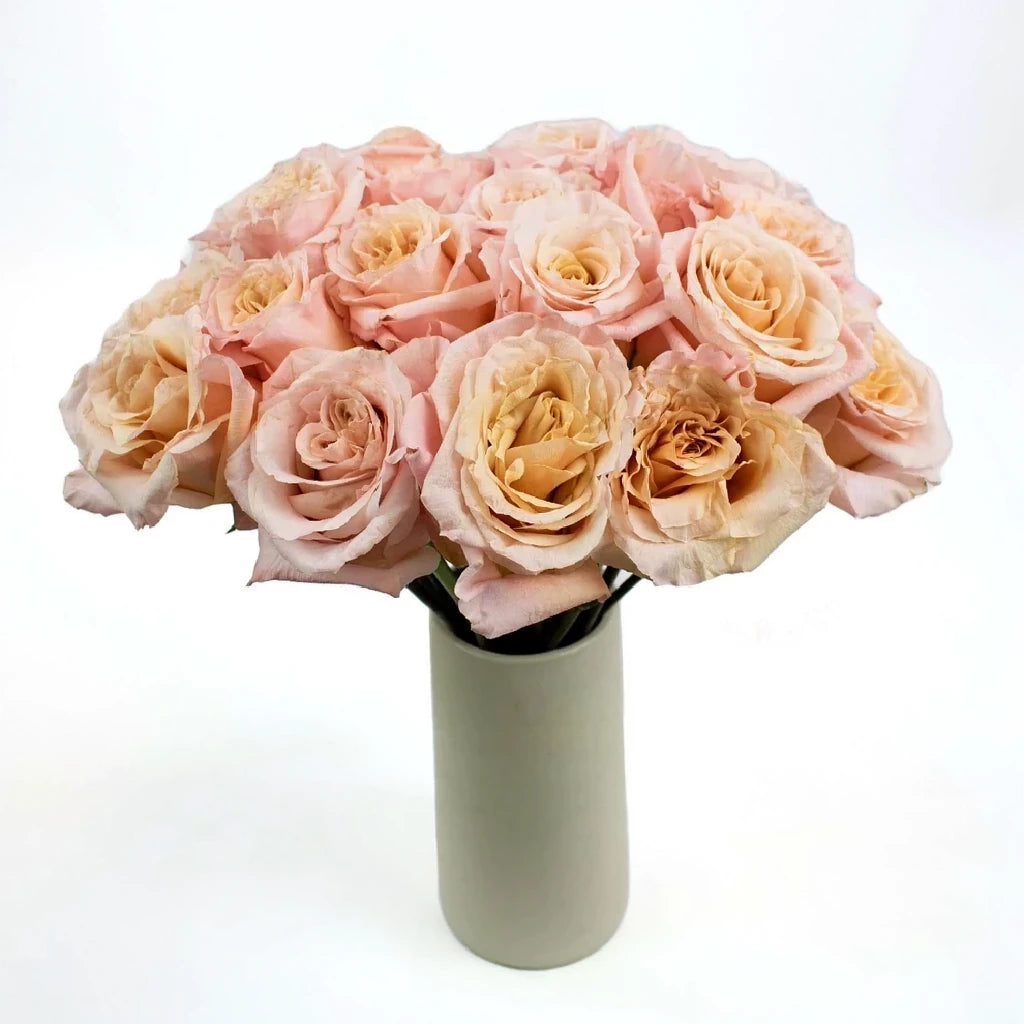 Shimmer Roses Standard - main