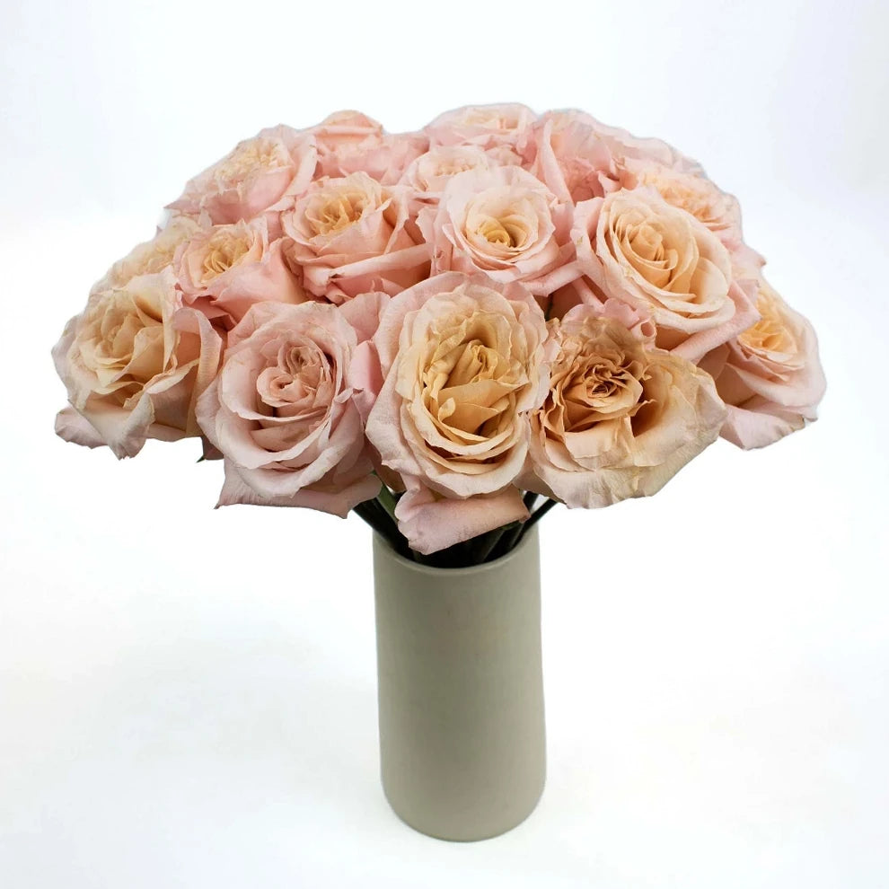 Peach Shimmer Roses Standard - main
