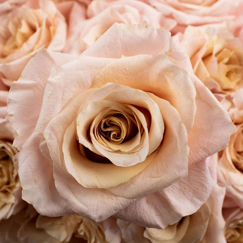 Peach Shimmer Roses Standard - alternative 1