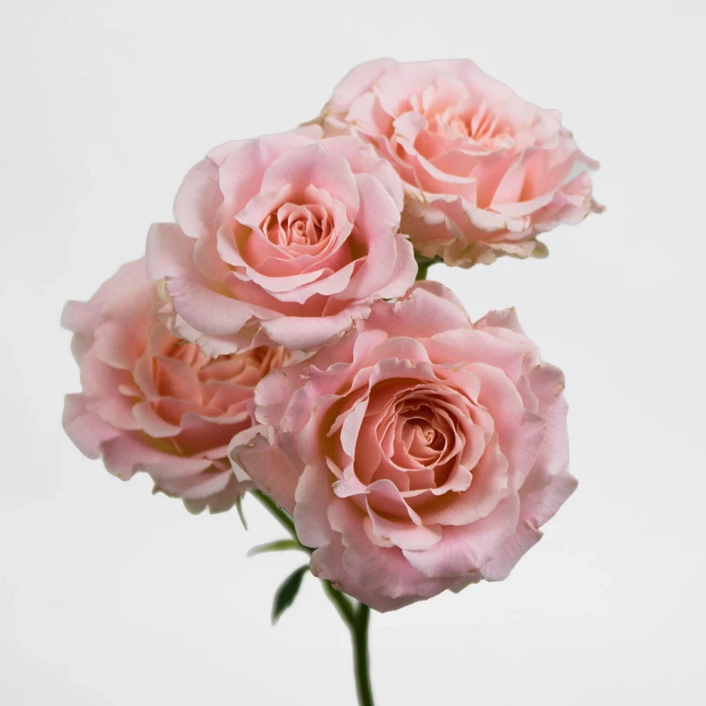 Wedding Rosever Roses Garden - alternative 2