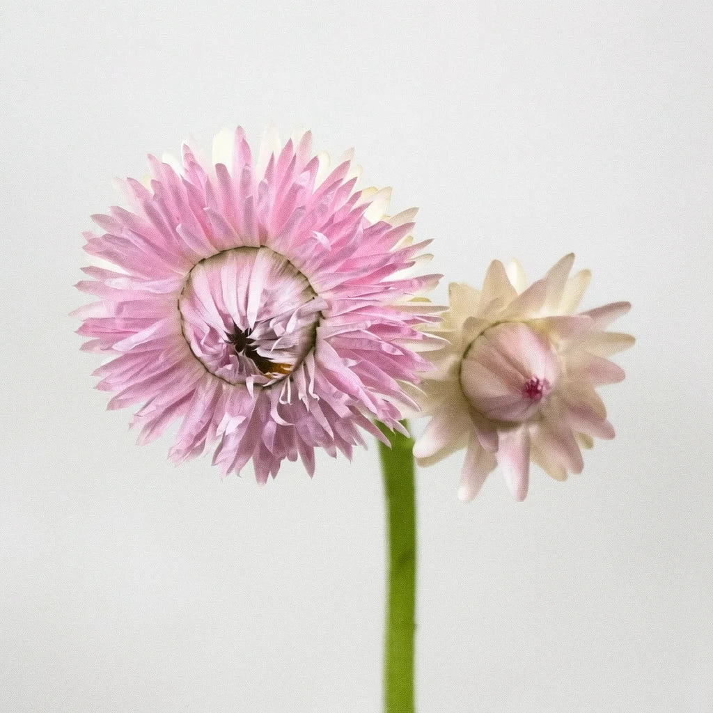 Pink Straw Flower - alternative 1