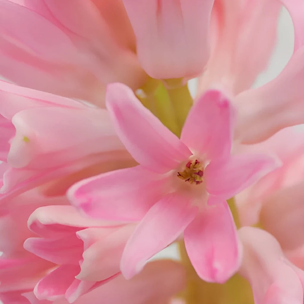 Pink Light Hyacinth - alternative 1