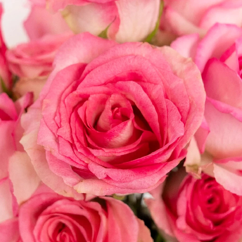 Fusion Roses Standard - main