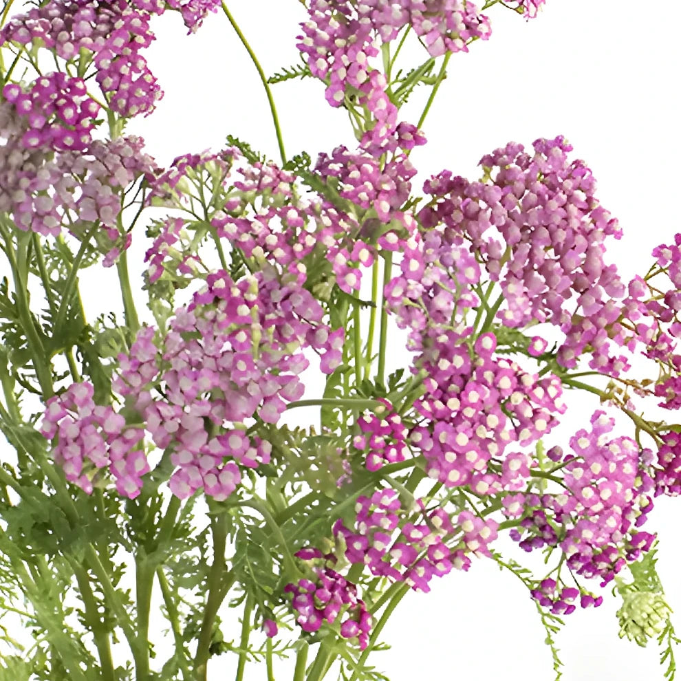 Cottage Yarrow - Pink - main