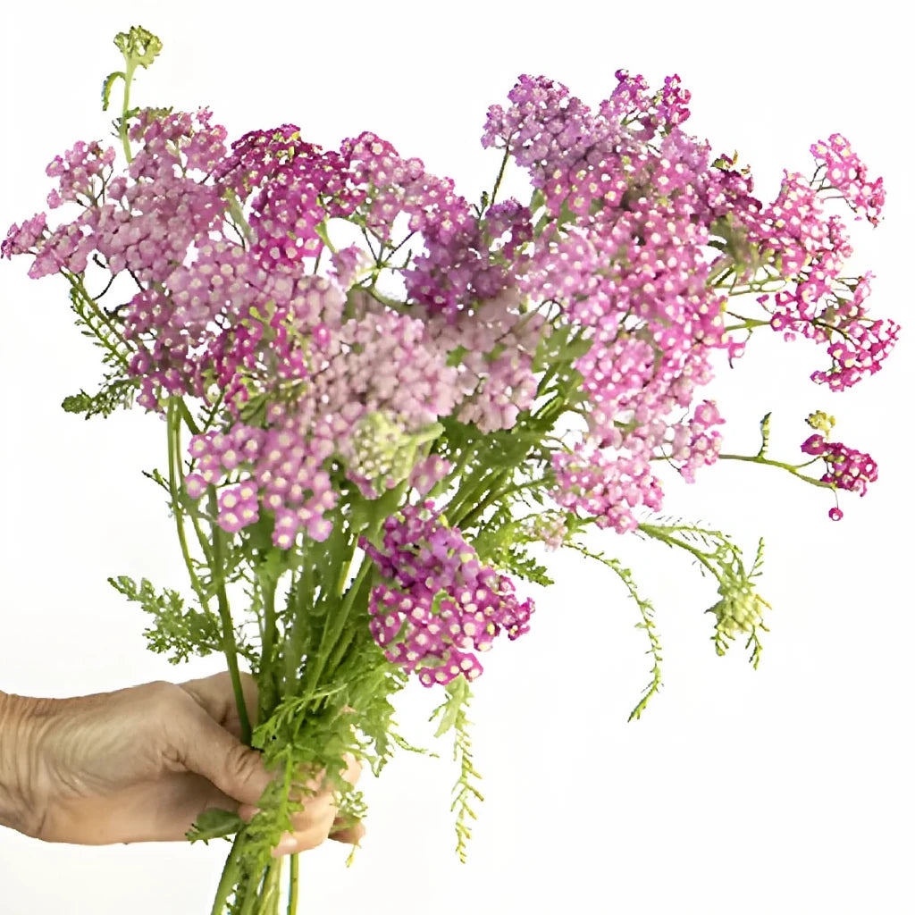 Cottage Yarrow - Pink - alternative 3