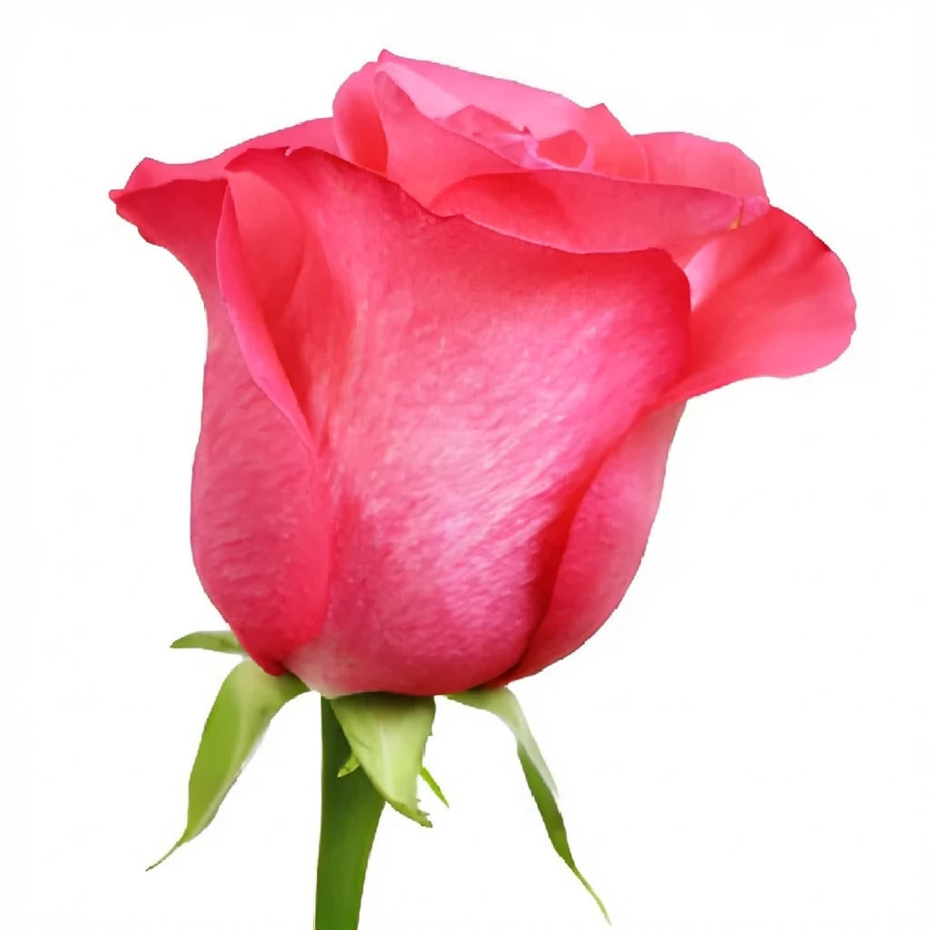 Pink Love Roses Standard - alternative 2