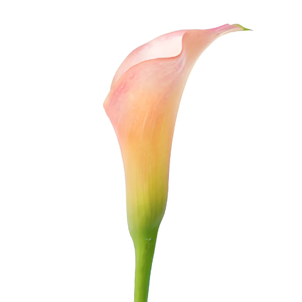 Peach Calla Lily Mini - main