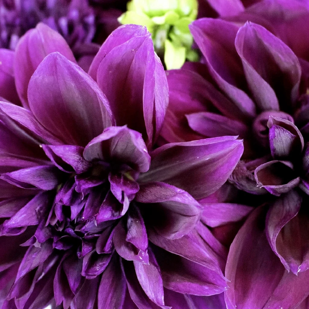 Dinnerplate Thomas Edison Dahlias - alternative 2