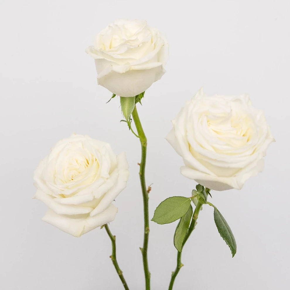 Playa Blanca Roses Standard - alternative 2