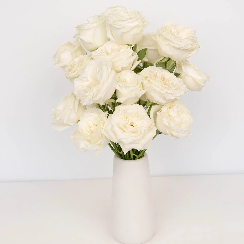 White Playa Blanca Roses Standard - main