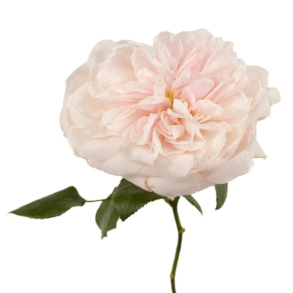 Sabrina Roses Garden - main
