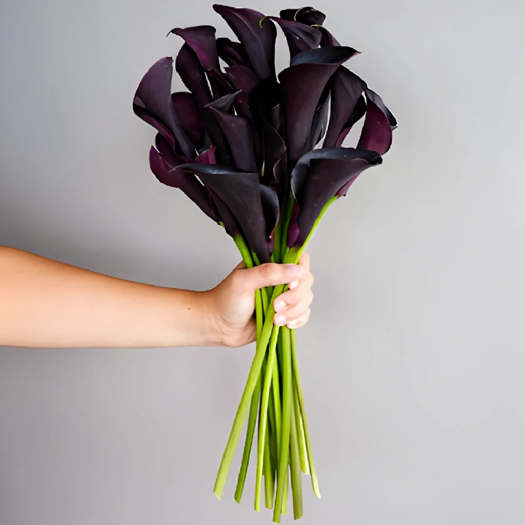 Midnight Calla Lily Mini - alternative 2