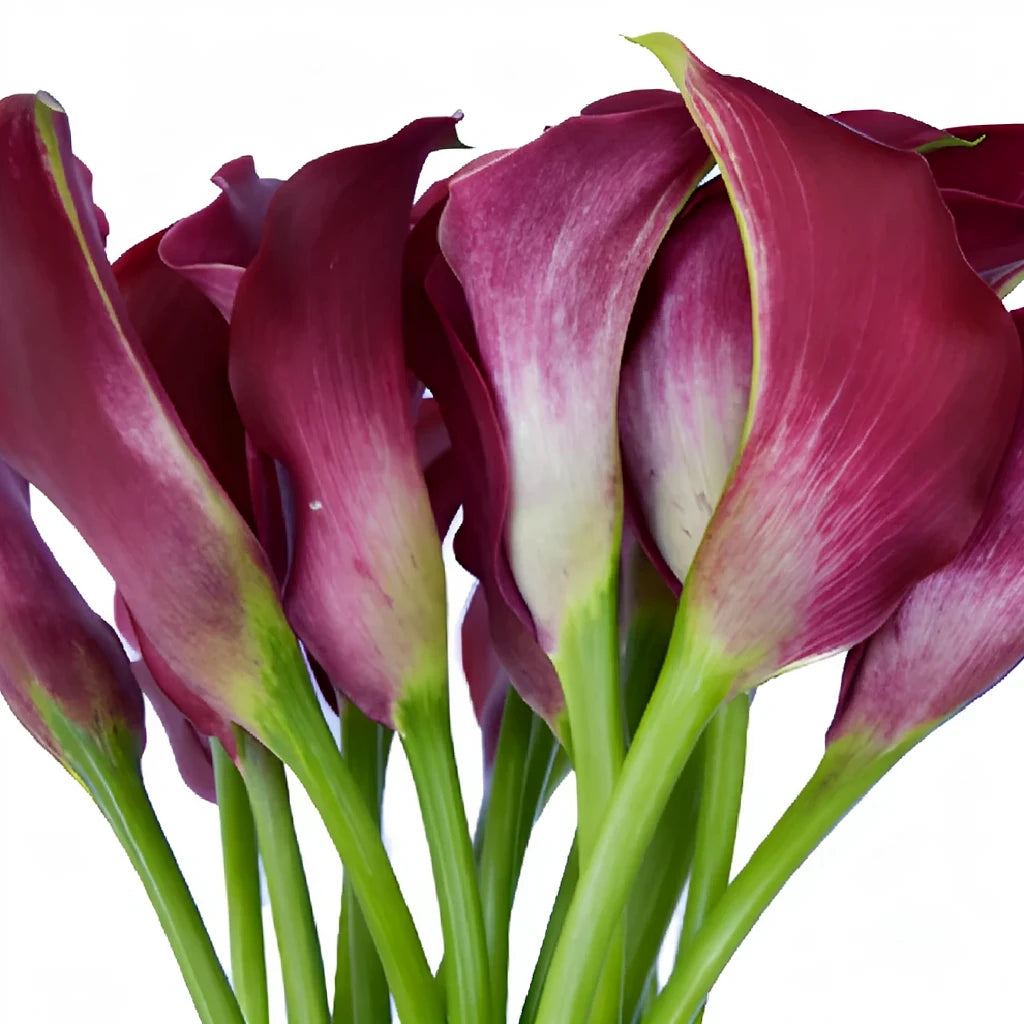 Dark Captain Romance Calla Lily Mini - main