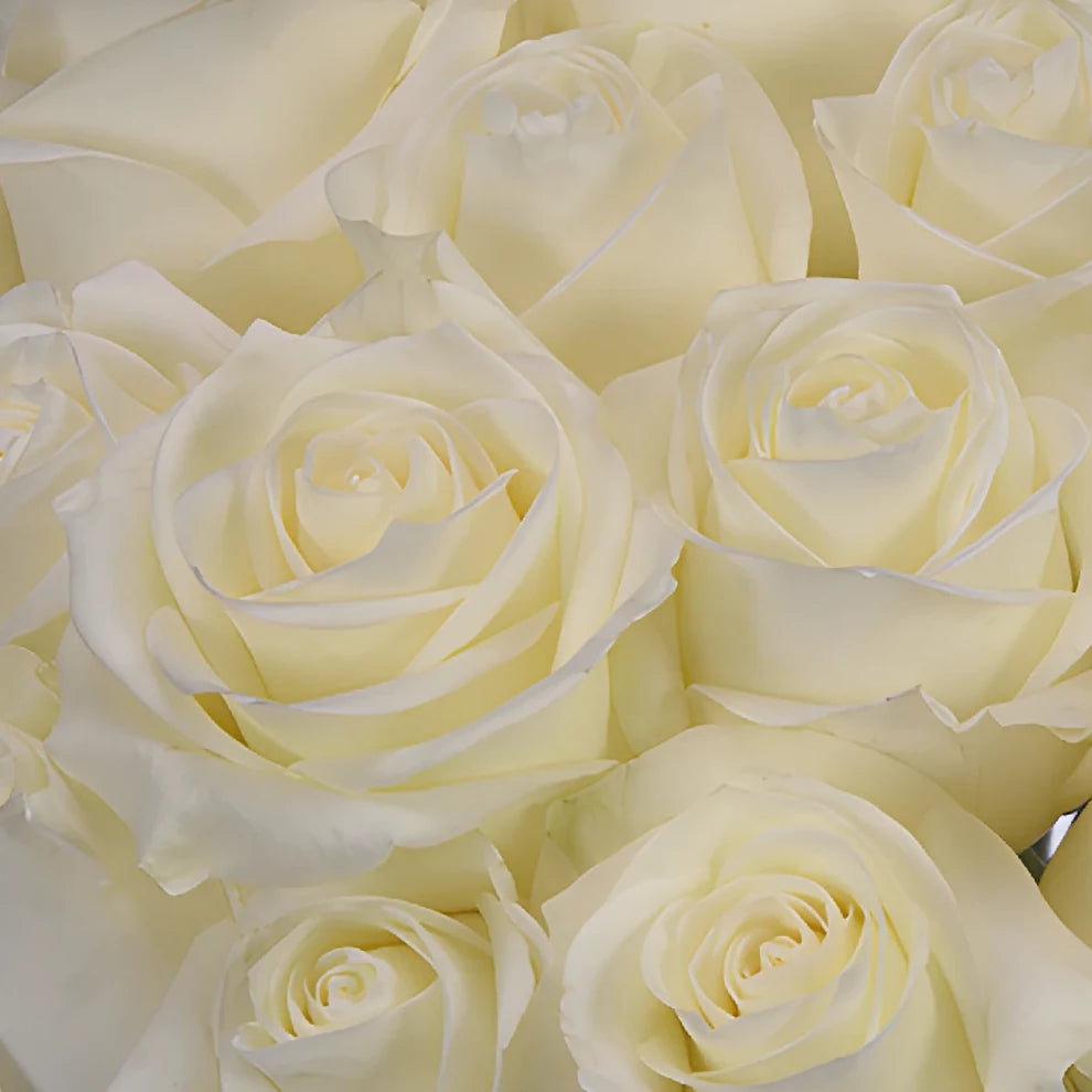 White Polar Star Roses Standard - alternative 1