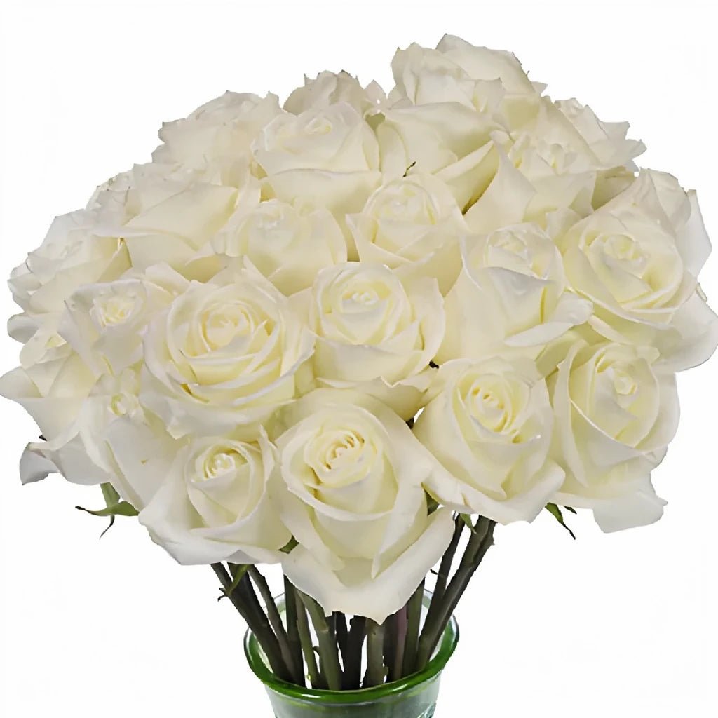 Polar Star Roses Standard - main