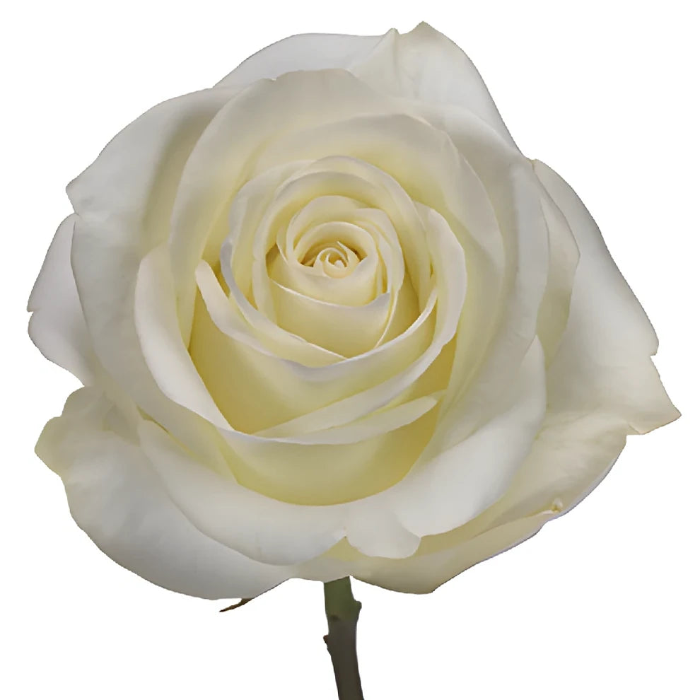 Polar Star Roses Standard - alternative 2