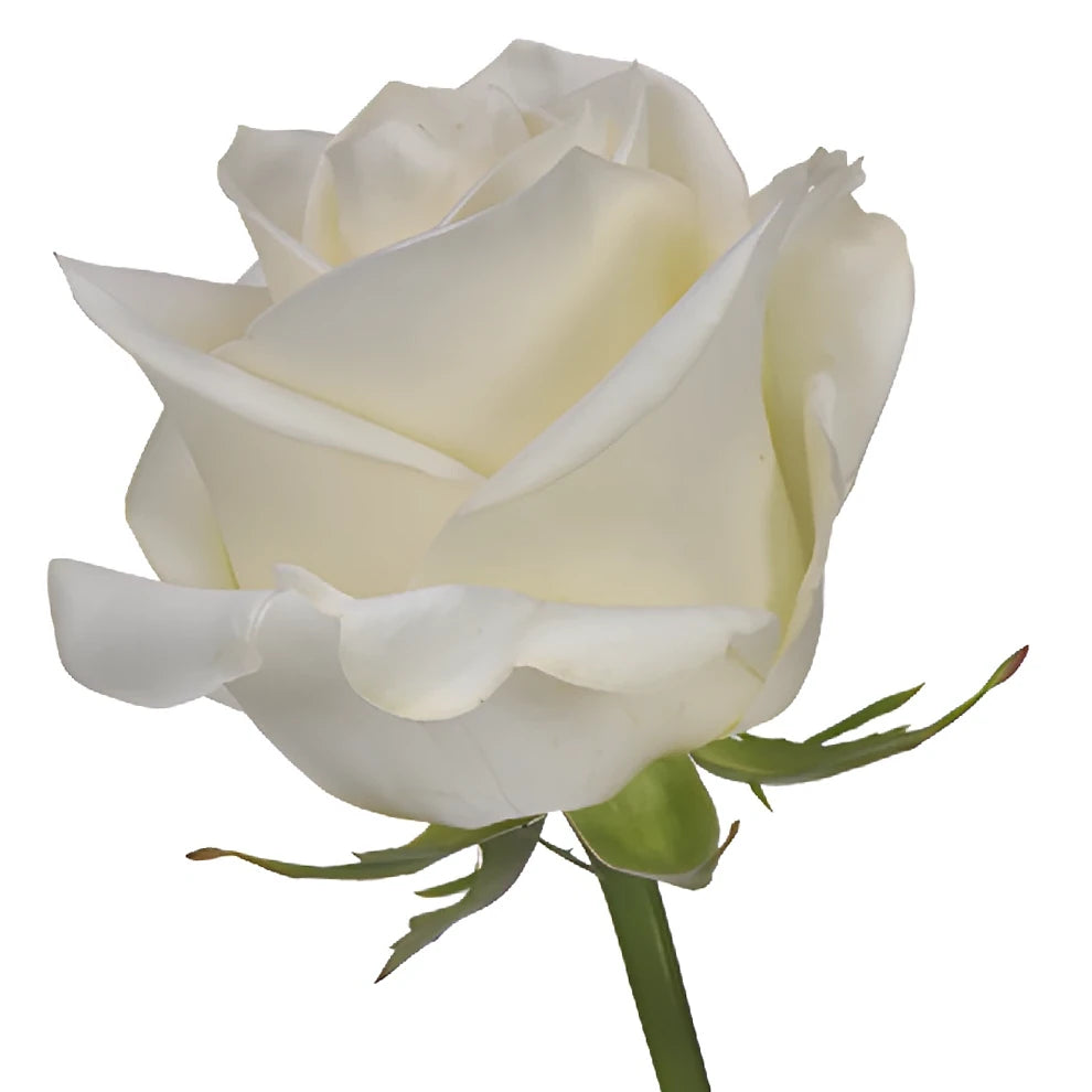 Polar Star Roses Standard - alternative 3
