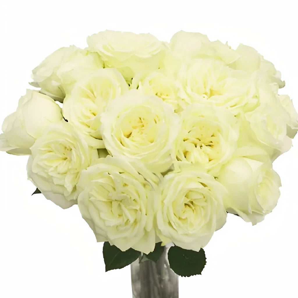 Polo Roses Standard - alternative 2