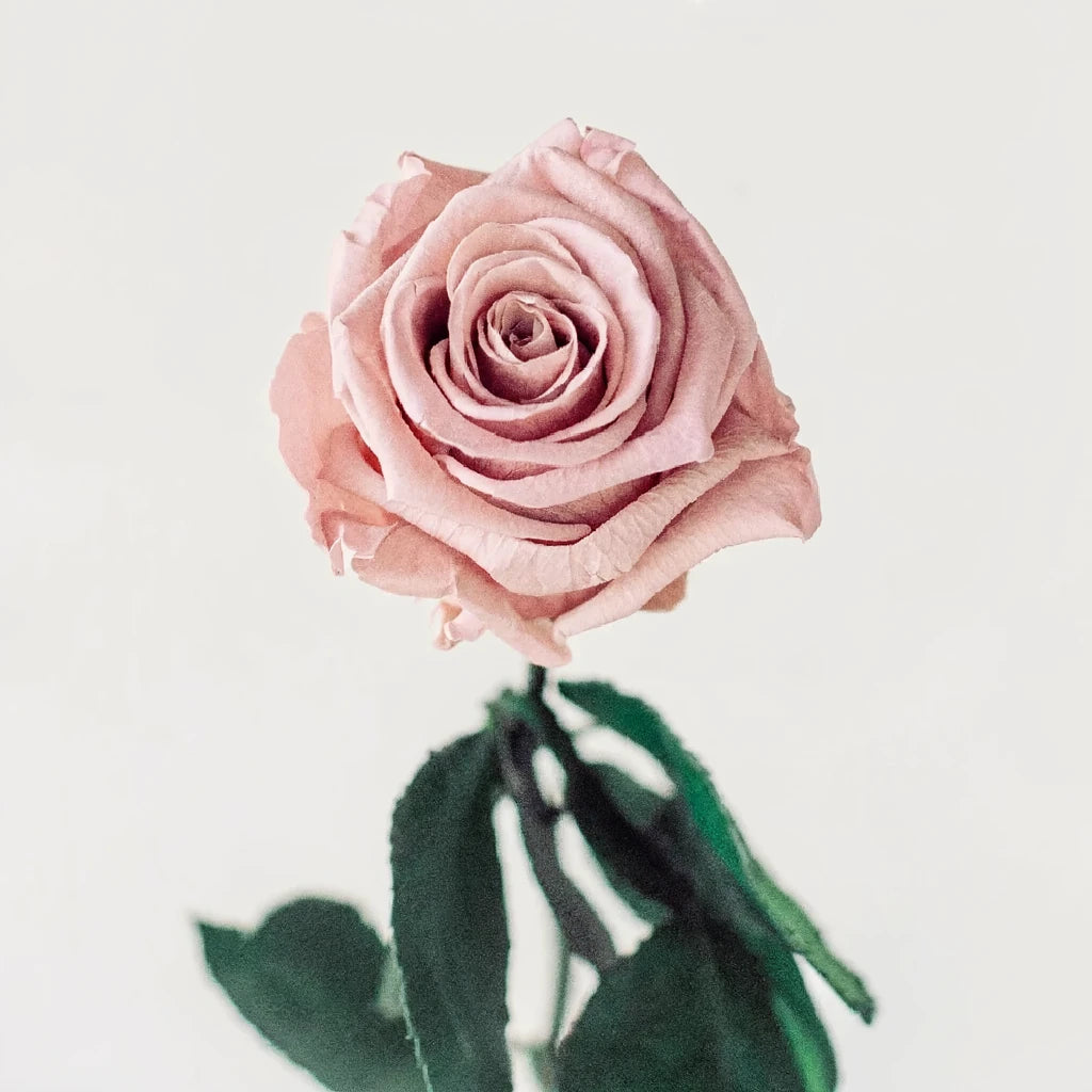 Elsa Roses Standard - alternative 2
