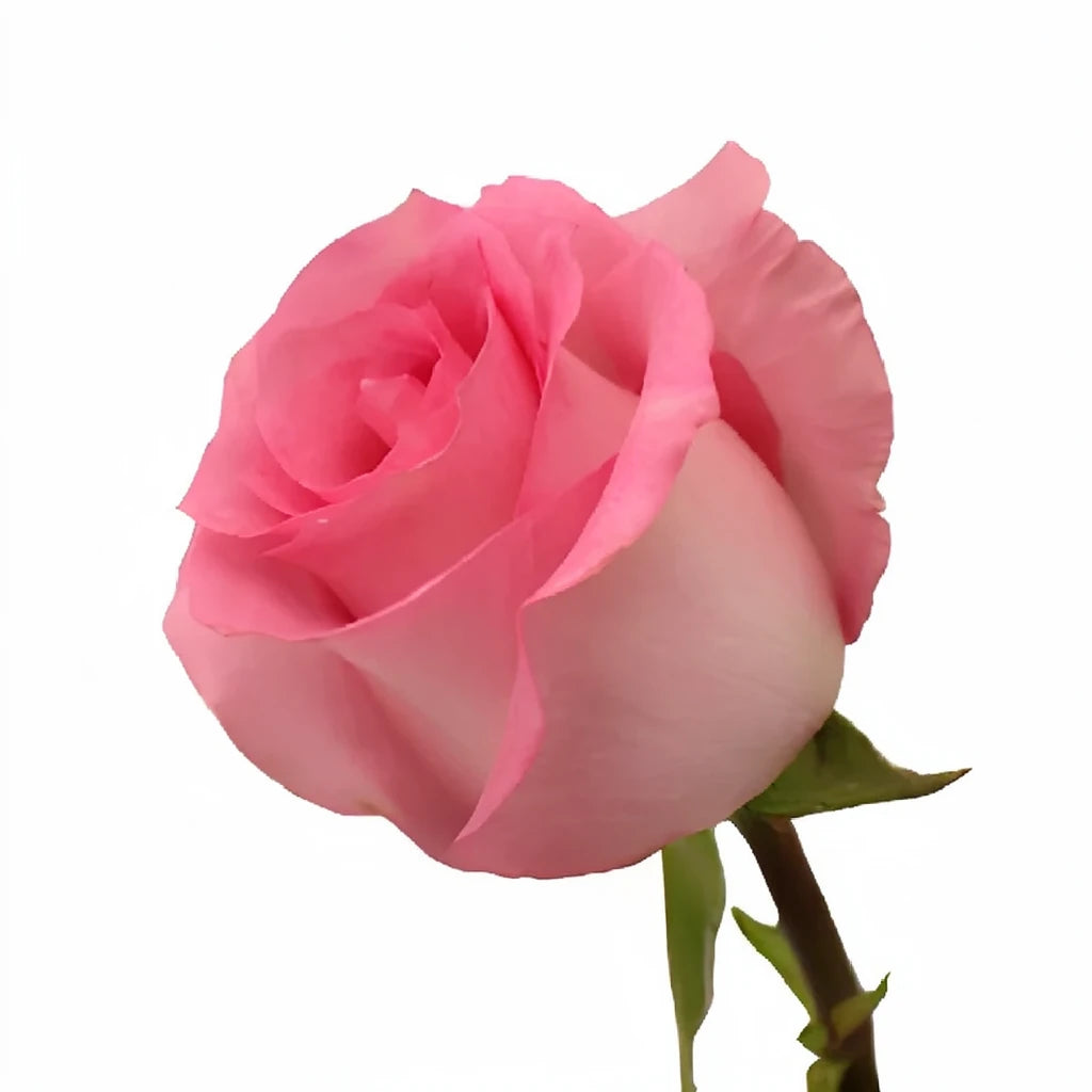 Priceless Roses Standard - alternative 2