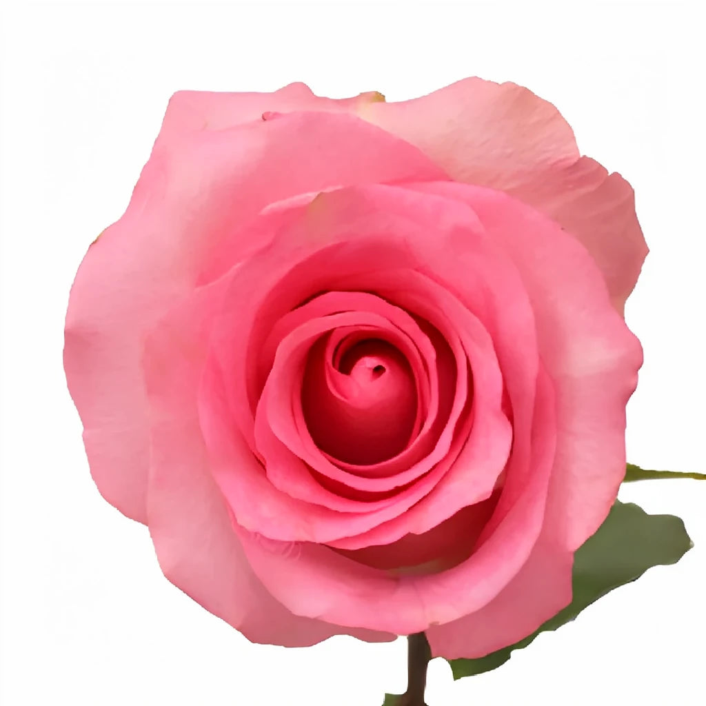 Priceless Roses Standard - main