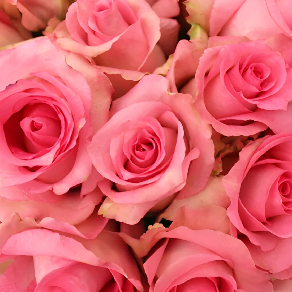 Priceless Roses Standard - alternative 3