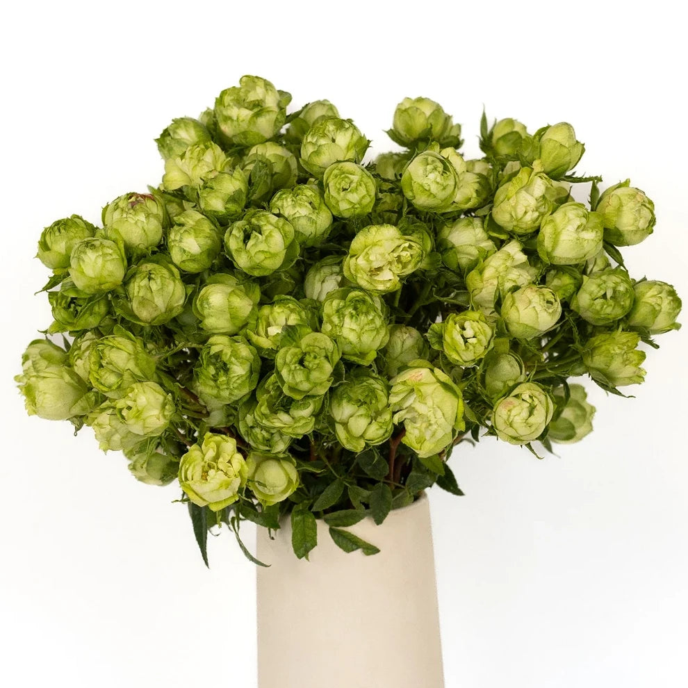 Princess Midori Roses Garden Spray - alternative 2