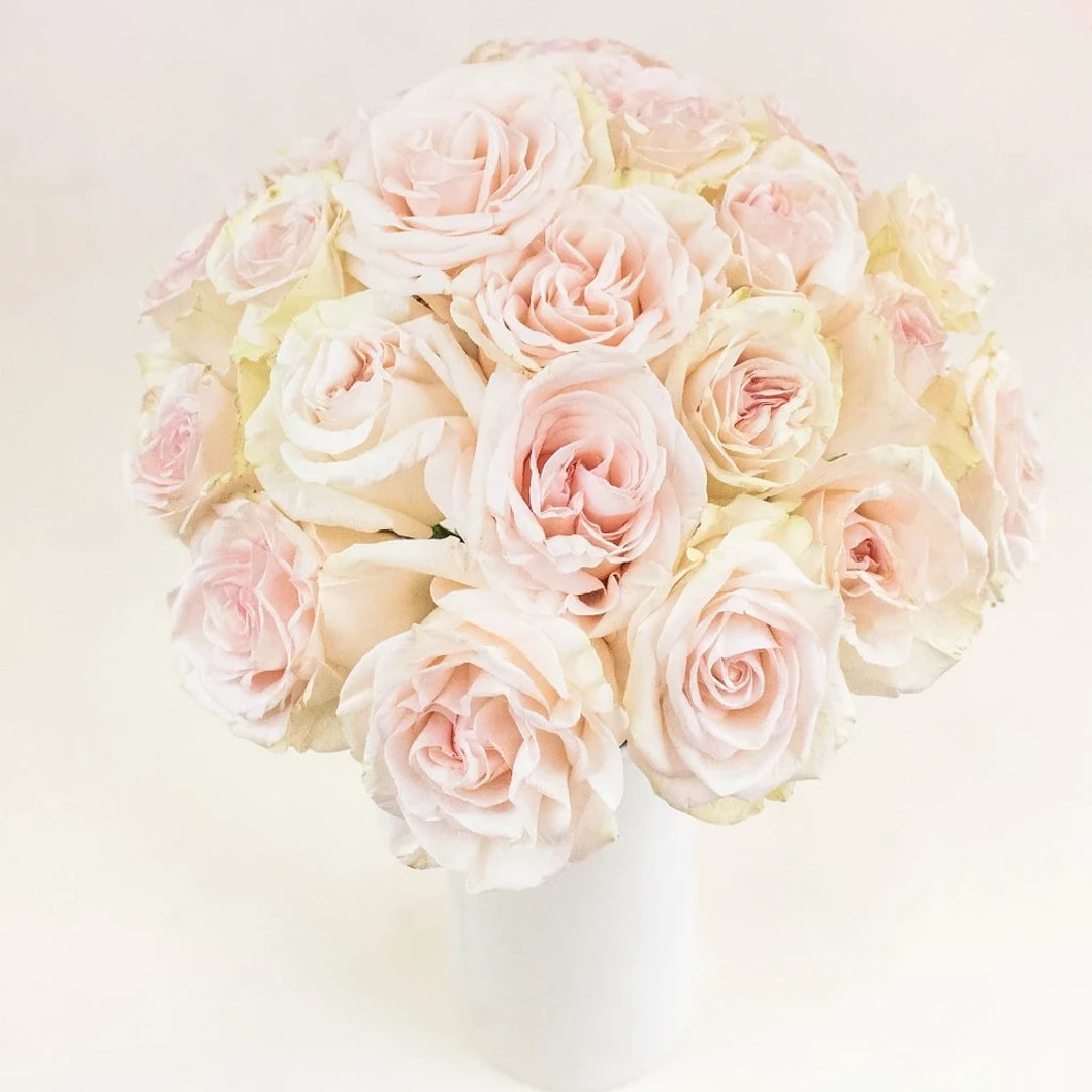 Priority Roses Standard - alternative 3