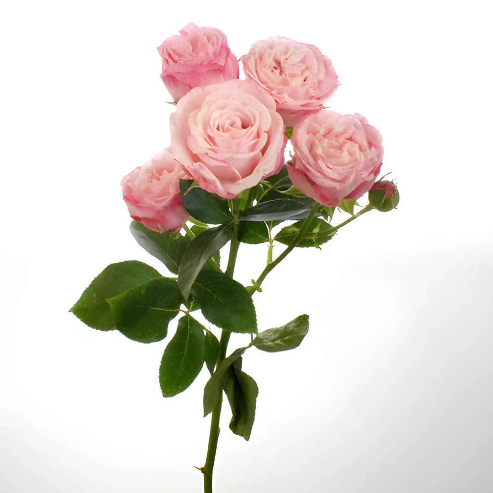 Madame Bombastic Roses Spray - alternative 1