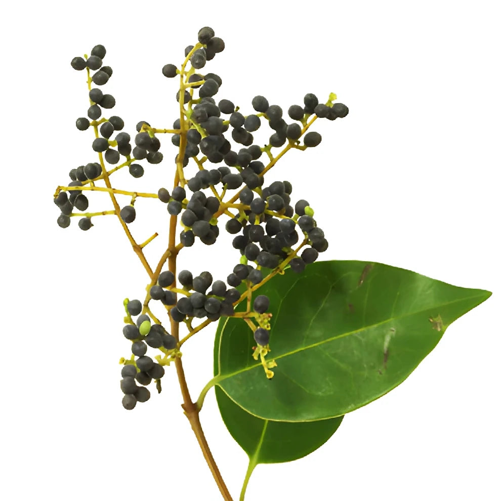 Black Privet Berries - Black - main
