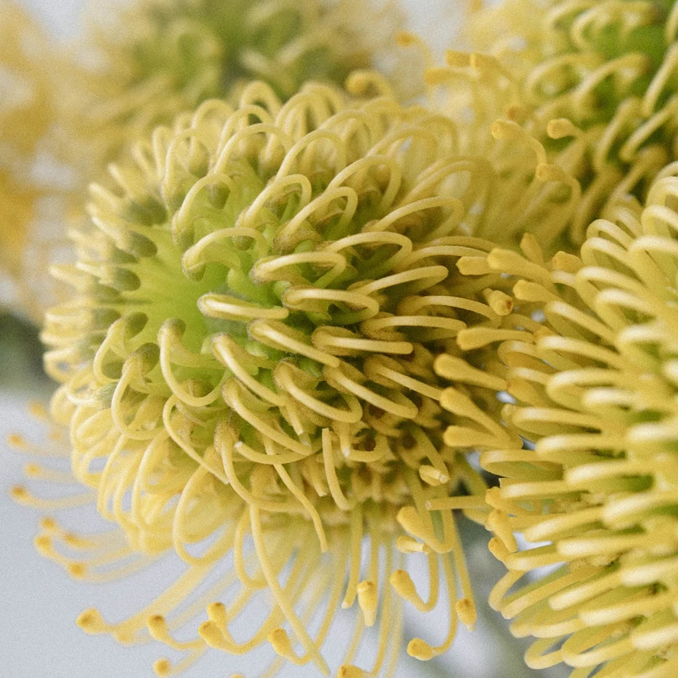 Pin Cushion Yellow Tropicals - main