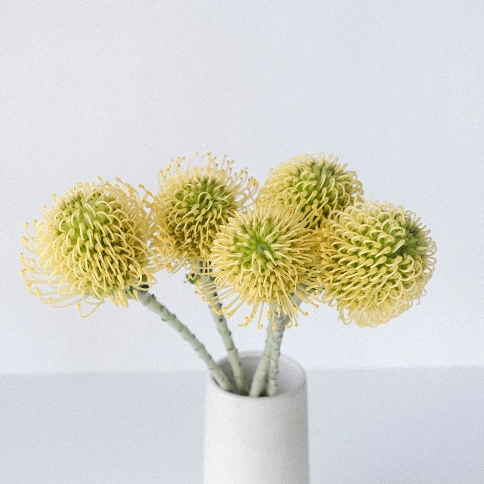 Pin Cushion Yellow Tropicals - alternative 2