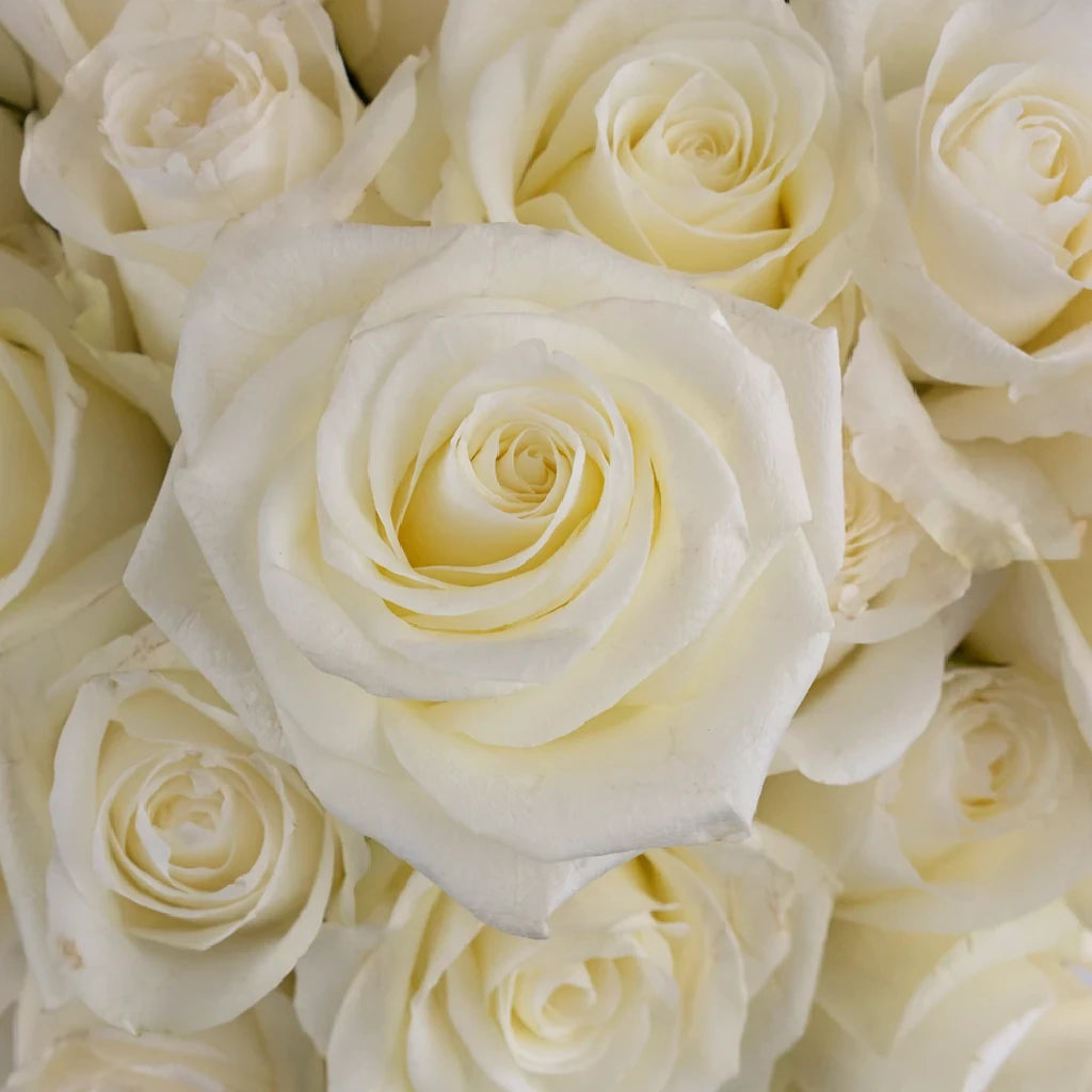 Proud Roses Standard - main