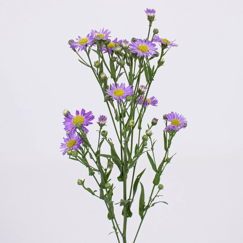 Purple Aster - alternative 2