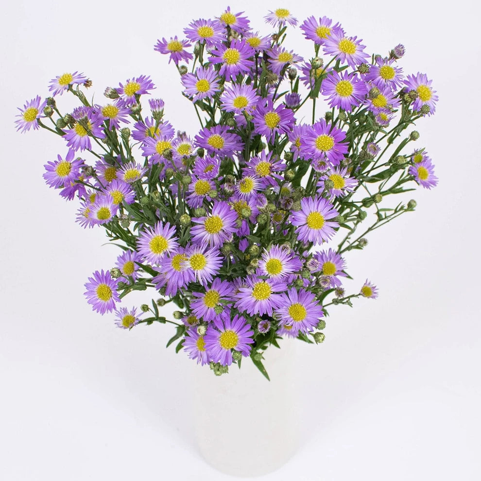 Purple Aster - alternative 3
