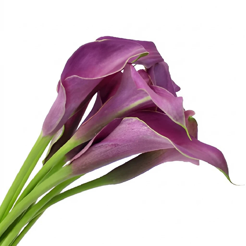 Purple Calla Lily Mini - main
