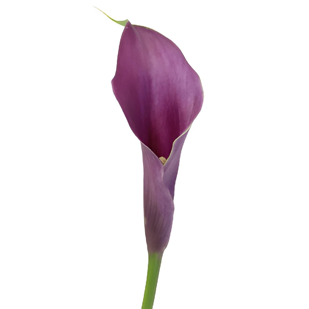 Purple Spirit Calla Lily Mini - alternative 1