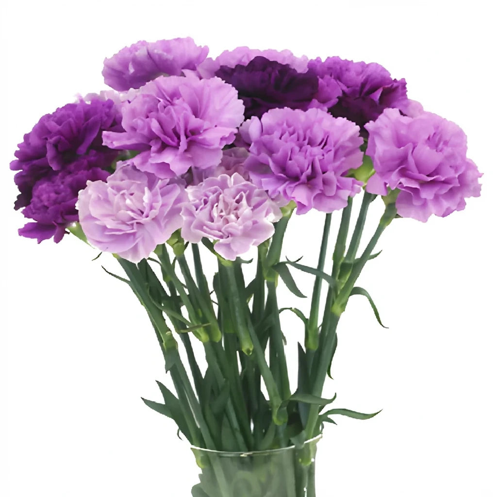 Moonvista Carnations - alternative 1