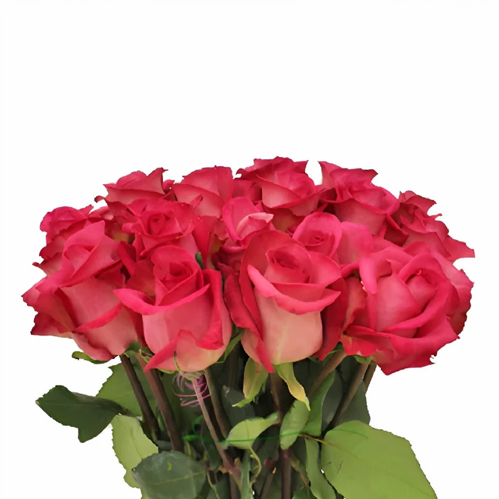 Purple Cezanne Roses Standard - alternative 1