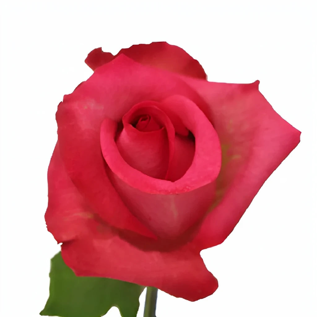 Purple Cezanne Roses Standard - alternative 2