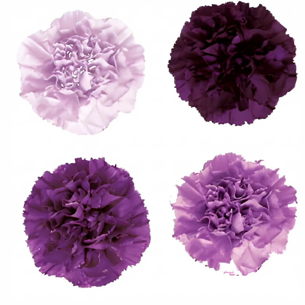 Moonvista Carnations - main
