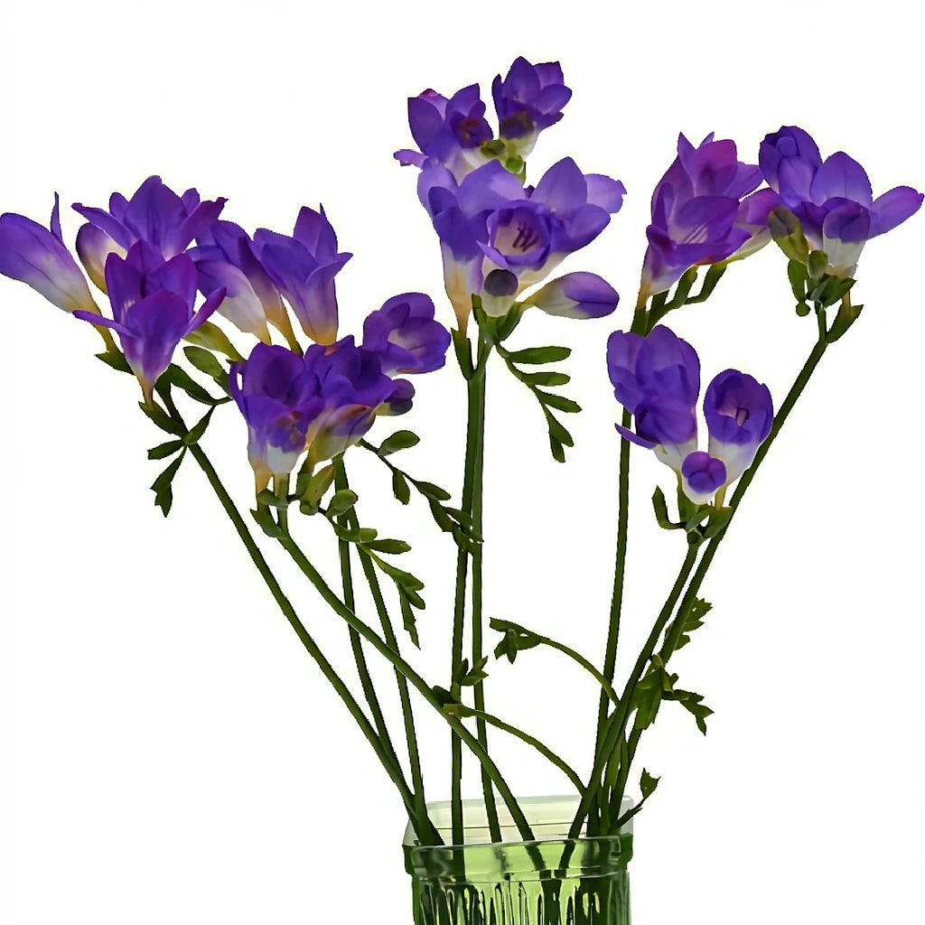 Purple Freesia - alternative 2