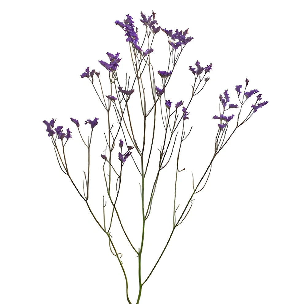 Tinted Limonium - Burgundy - alternative 2