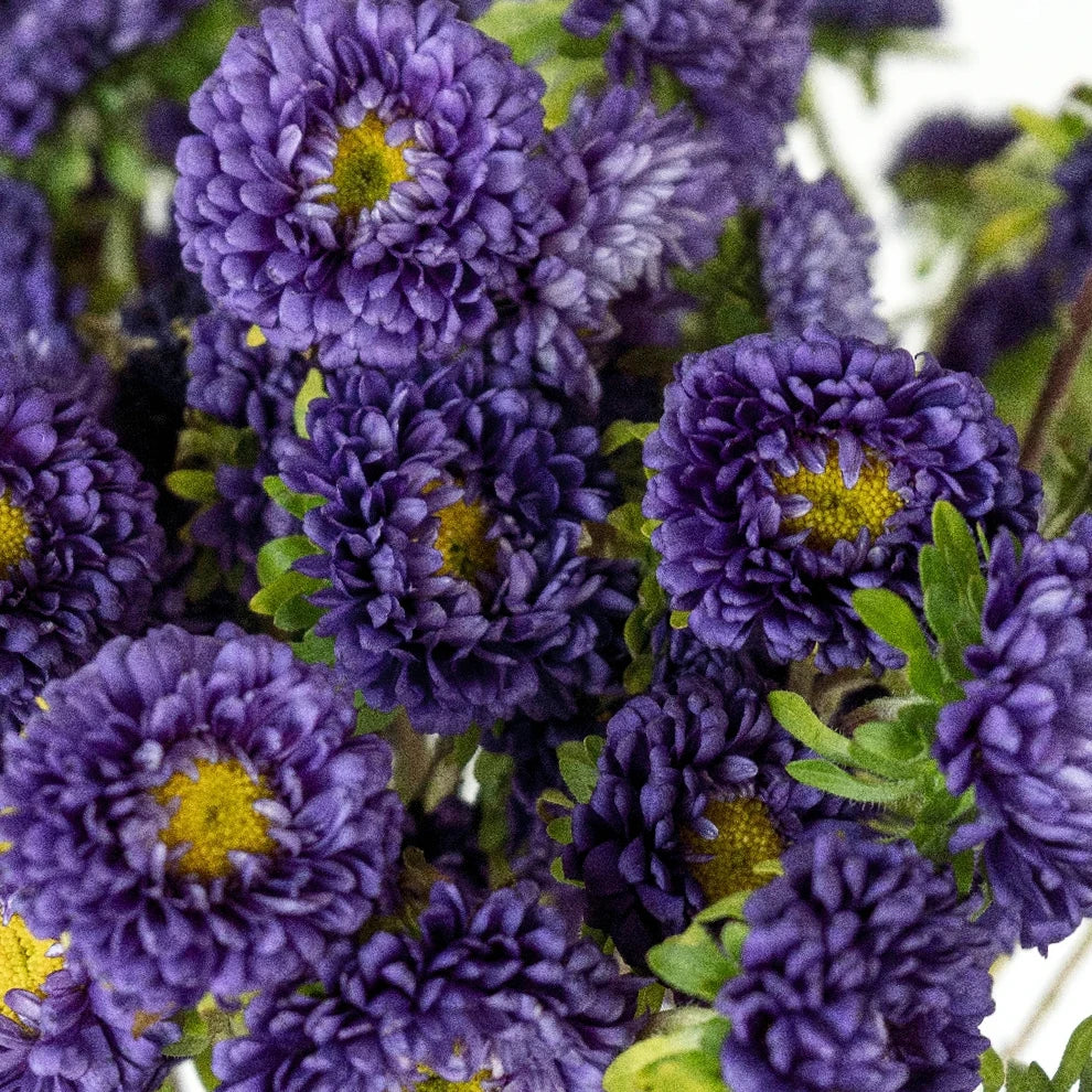 Purple Aster Matsumoto - alternative 2
